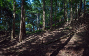 京の神聖な杉の木林